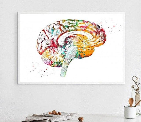 Brain Anatomy Watercolor - Canvas Wall Art Print (No Frame) - Psych Outlet