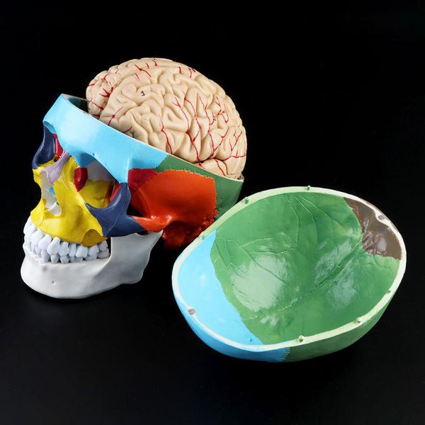 1:1 Scale Colorful Human Skull & Brain Model - Psych Outlet