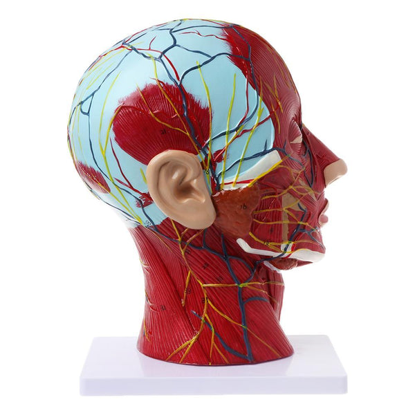 Human Anatomical Model - Half Head - Psych Outlet