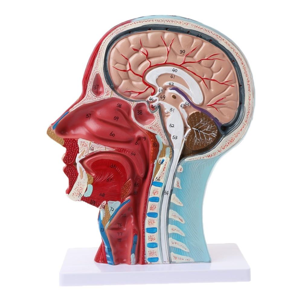 Human Anatomical Model - Half Head - Psych Outlet