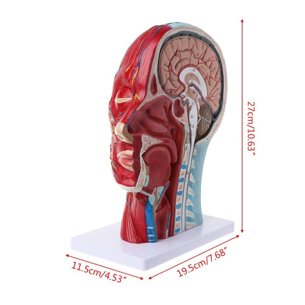 Human Anatomical Model - Half Head - Psych Outlet