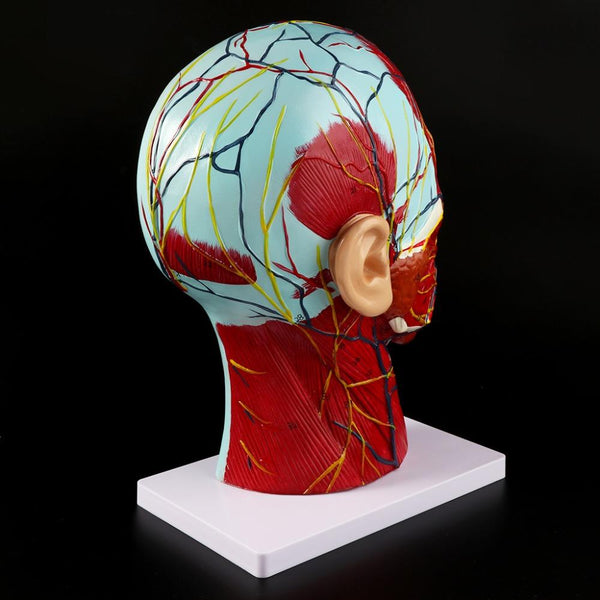 Human Anatomical Model - Half Head - Psych Outlet