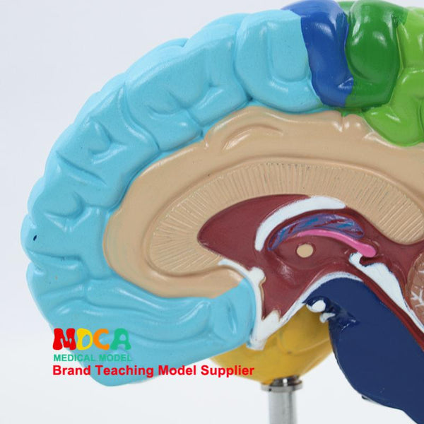 1:1 Size Anatomical Model - Right Brain Hemisphere - Psych Outlet
