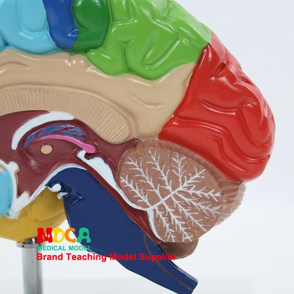 1:1 Size Anatomical Model - Right Brain Hemisphere - Psych Outlet
