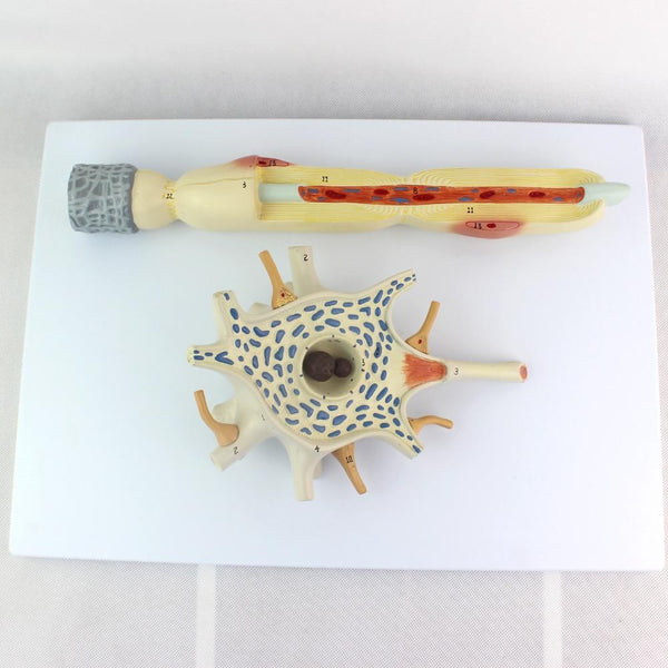 2500x Anatomical Neuron Model - Psych Outlet