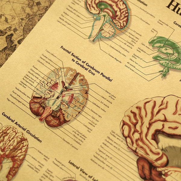 Human Brain Anatomy Retro Vintage Illustration - Kraft Paper - Psych Outlet