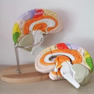 2x Enlarged - Human Anatomical Brain Model - Psych Outlet