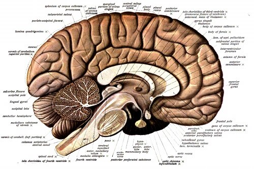Retro Human Brain Anatomy - Canvas Wall Art Print - Psych Outlet