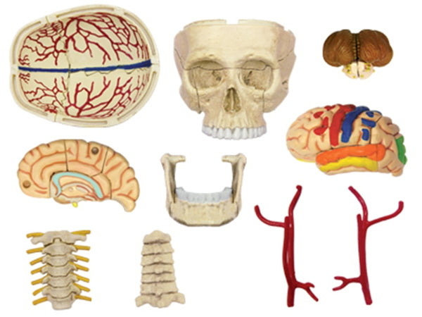4D Master - Anatomical Cranial Nerve Skull Puzzle / Teaching Aid - Psych Outlet