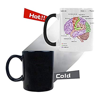 Anatomy of the Human Brain Color Changing Coffee Mug - Psych Outlet
