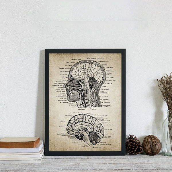 Vintage Human Head And Brain Anatomy Canvas Art Print - Psych Outlet