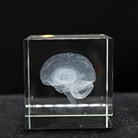 3D Crystal Brain Cube - Psych Outlet
